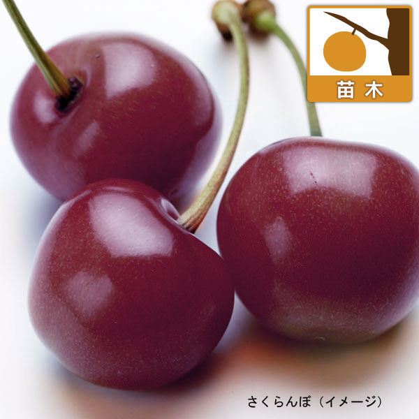 果樹の苗/サクランボ：サミット4〜...