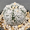 観葉植物/(わけあり特価)アストロフィツム:兜丸(Vタイプ・セレクト株)3号23-01
