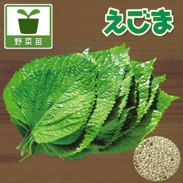 野菜の苗/えごま 白種品種3号ポット 6株セット