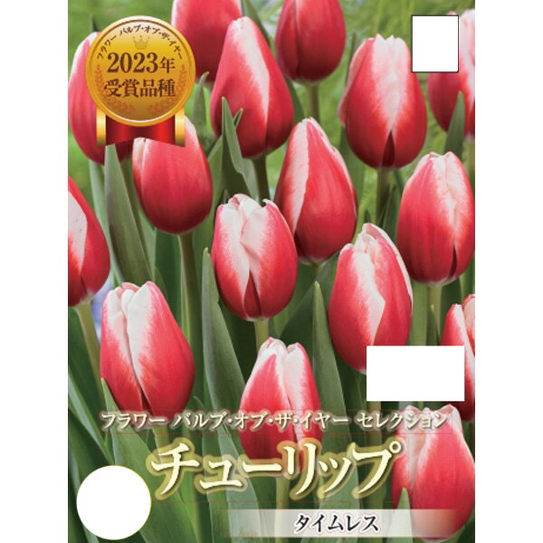 球根/チューリップ：タイムレス3球入り（T）