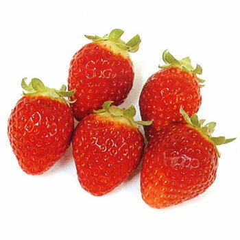 野菜の苗/イチゴ（一季なり）：レッドパール3号ポット