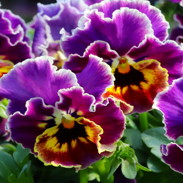 草花の苗/MSKガーデン小輪フリンジビオラ：アールヌーボーカリビアンバイオレット3号ポット