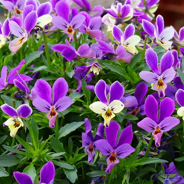 草花の苗/春待ちビオラ MSKガーデン極小輪ビオラ：フルーレット バイオレット ラビットフェアリー3号ポット