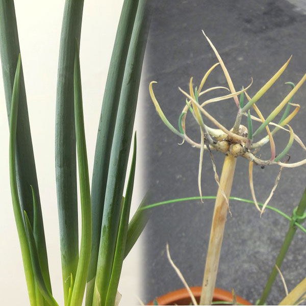 野菜の苗/やぐら葱3号ポット 12株セット