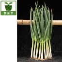 野菜の苗/ネギ苗:極甘ネギ さつき姫 株分け苗3号ロングポット植え 12株セット
