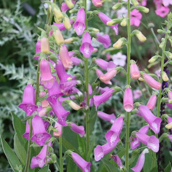 草花の苗/ジギタリス：タプシー3-3.5号ポット* 12株セット