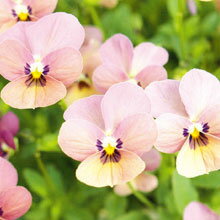 草花の苗/[送料無料]見元園芸さんのビオラ：タンゴアモーレ3-3.5号ポット 24株セット