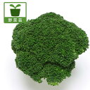 野菜の苗/ブロッコリー:ハイツSPの苗2.5~3号ポット 2株セット