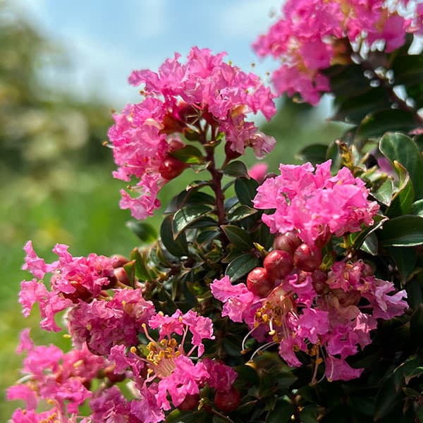 花木庭木の苗/サルスベリ：ピンクサ...