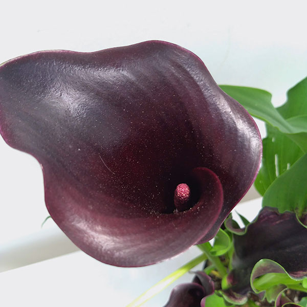 カラー：キャプテンベレッタ（黒紫）5号鉢植え