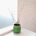 観葉植物/ソフォラ :リトルベイビー/ステララウンド緑