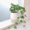 観葉植物/パセノシッサスシュガーバイン /ステララウンド白