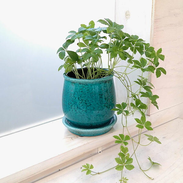 観葉植物/パセノシッサスシュガーバイン／ステララウンド濃青