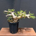 観葉植物/ボスウェリア:ネグレクタ 5号 22-03(N10)