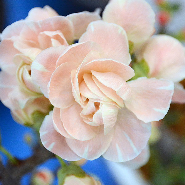 花木 庭木の苗/ボケ（木瓜）：春の曙（ハルノアケボノ）3号ポット