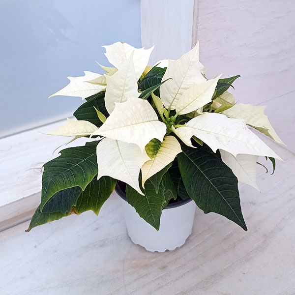 ポインセチア：ホワイト 3号ポット
