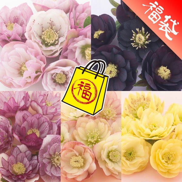 クリスマスローズ：松村ナーセリーさんのダブル5種セットBのサムネイル