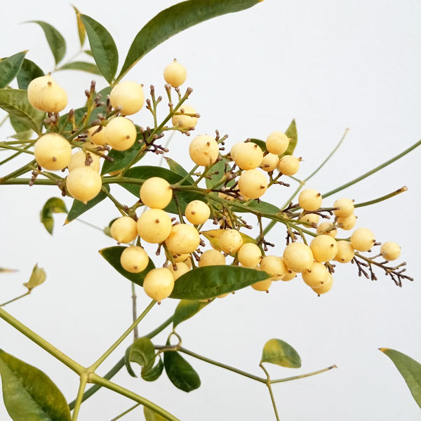 花木 庭木の苗/[アーリーサマーセール]（わけあり特価）ナンテン（南天）：白実種8号鉢植え