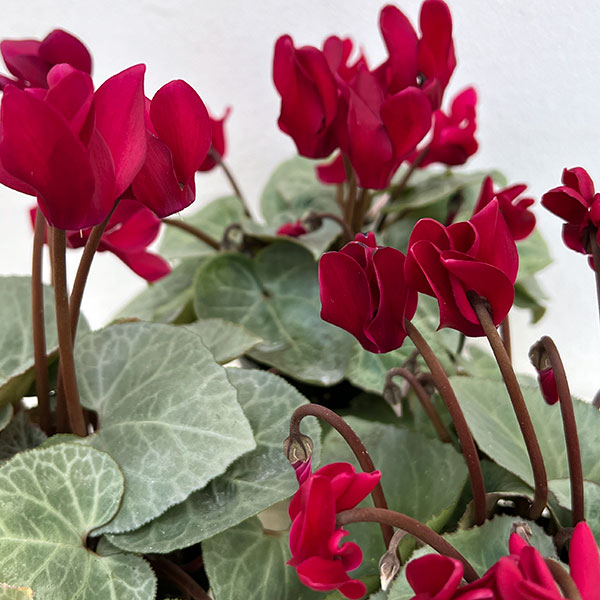 草花の苗/シクラメン（ミニ）：白銀の世界（ワインレッド系）3号ポットのサムネイル