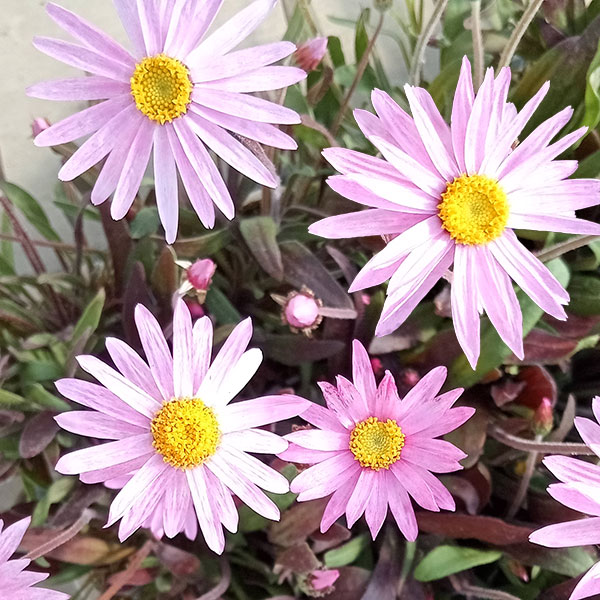 草花の苗/ローレンセラ3号ポット