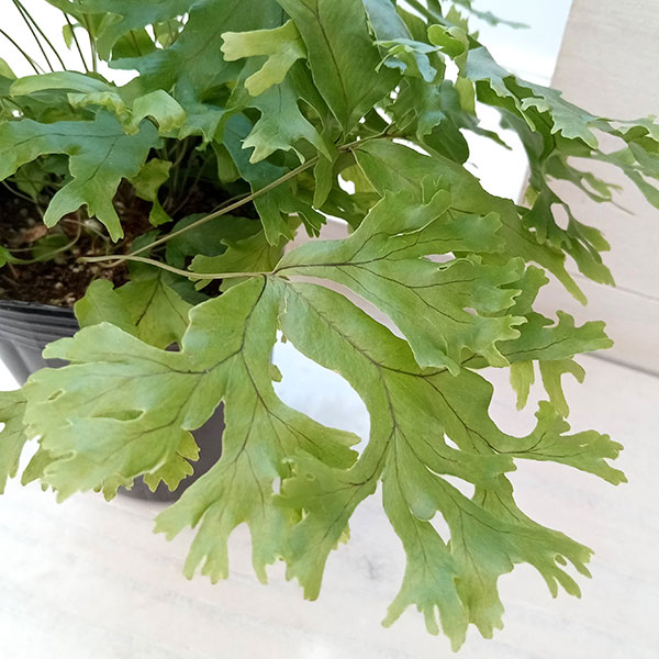 観葉植物/フレポディウム ファラックス 3号