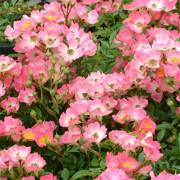 野薔薇 抜き苗 ノイバラ ピンク × 白グラデーション小花 野薔薇 抜き苗