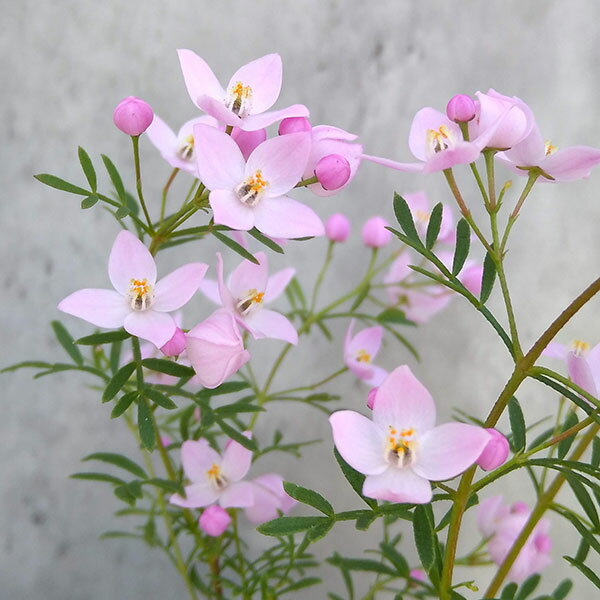 ボロニア：シドニー5号鉢植え