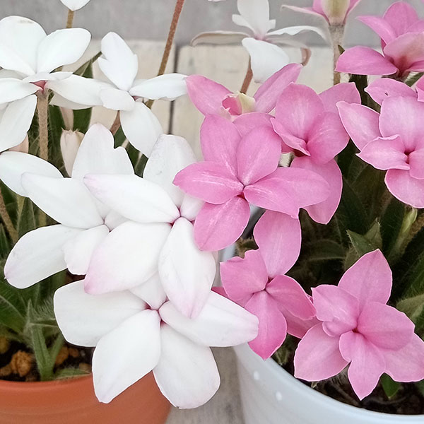 アッツザクラ（アッツ桜）：3号鉢2種セット／ホワイトと舞姫