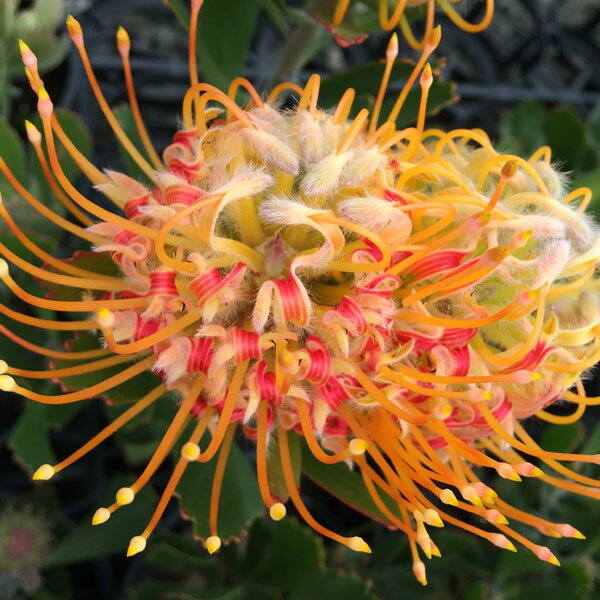 花木 庭木の苗/[ザ・ファームセレクト]リューコスペルマム：マディグラスペティ6号ポット