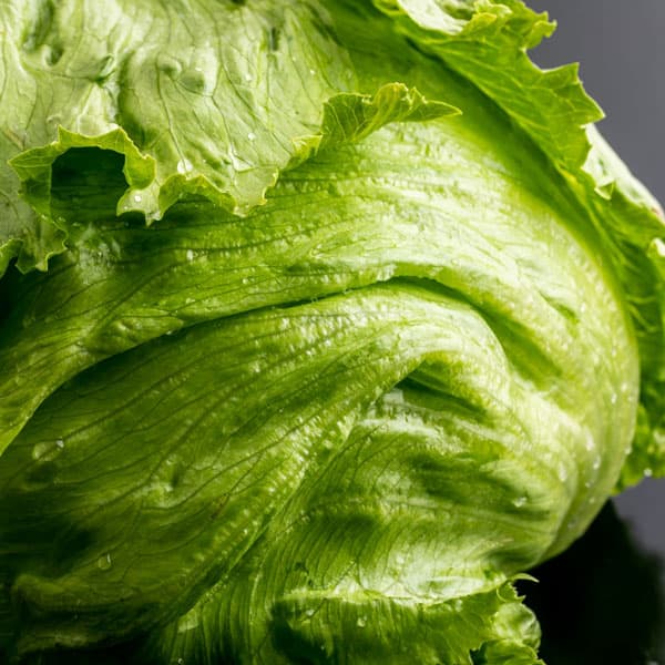 野菜の苗/[送料無料]レタス：マリア2.5号ポット40株セット