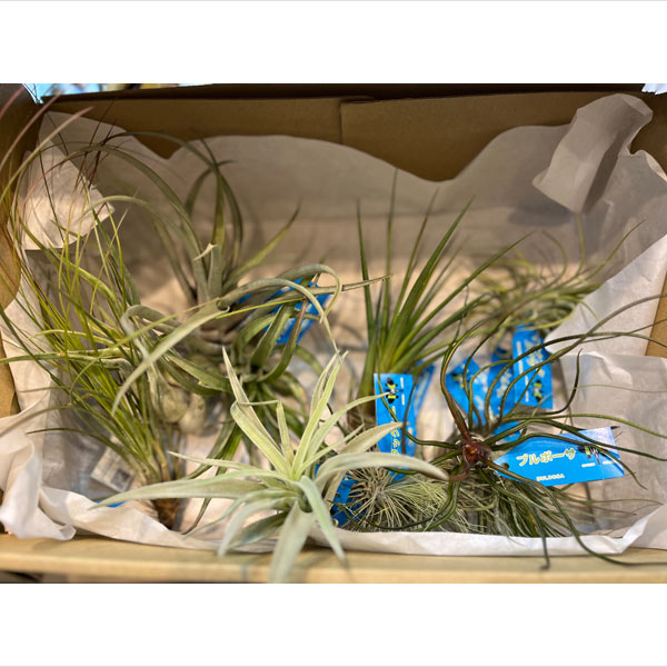 観葉植物/[送料無料]チランジア（エアプランツ）Lサイズ　アソート 10株セット