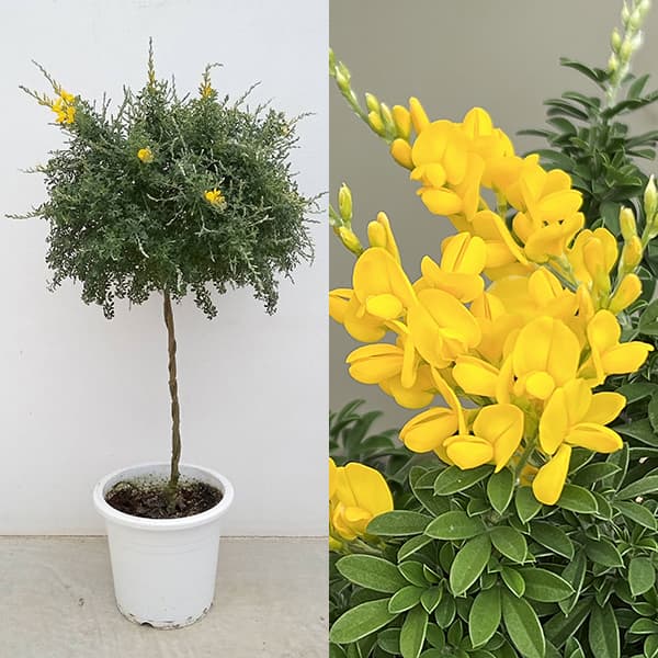 エニシダ：姫エニシダ（黄花） スタンダード仕立て7号鉢植え