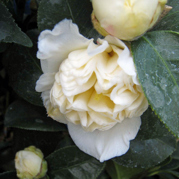 花木 庭木の苗/ツバキ（椿）：白腰蓑（しろこしみの）4.5号ポット