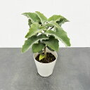 観葉植物/(わけあり特価)カランコエ:白雲 5号