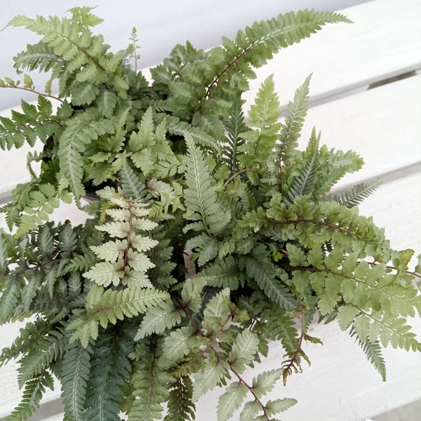 観葉植物/シダ：ニシキシダ メタリカム 3.5号ポット