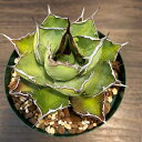 観葉植物/アガベ:チタノタ5号鉢植え(23-11)