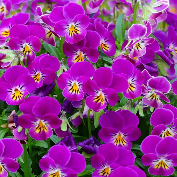 草花の苗/MSKガーデン極小輪ビオラ：フルーレット スターマイン3号ポット