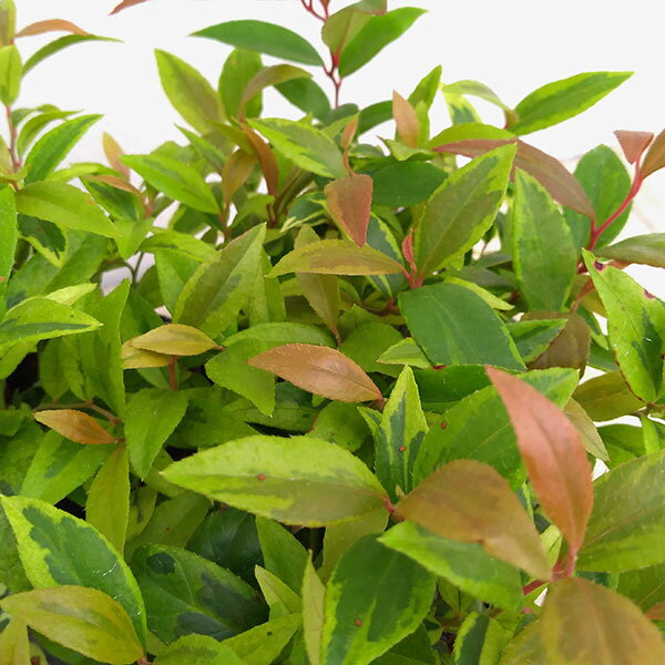 花木 庭木の苗/西洋イワナンテン（岩南天）：ラムライム3号ポット（緑葉）
