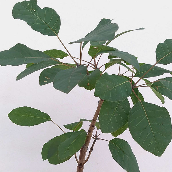 花木 庭木の苗/（わけあり特価）スモークツリー品種不明3号ポット