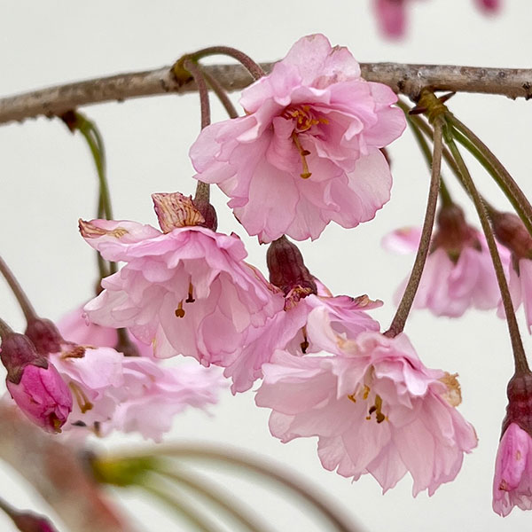 花木 庭木の苗/桜：仙台枝垂れ（センダイシダレ）6号ポット