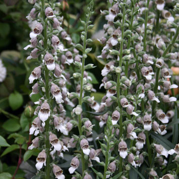 草花の苗/ジギタリス（フォックスグローブ）：コーヒークリーム3-3.5号ポット 12株セット