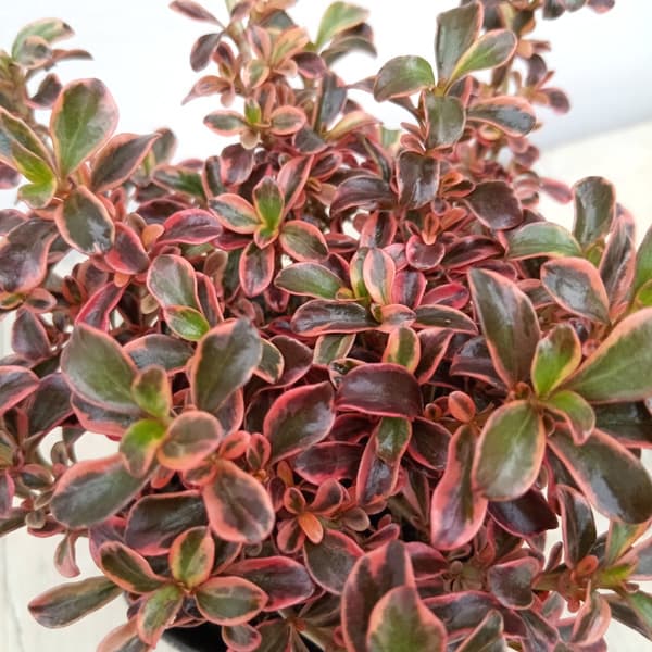 ��֤���/���ץ����ޡ��쥤��ܡ��ߥ饯��2.5��ݥå�