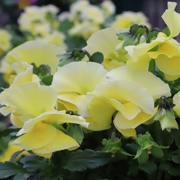 草花の苗/[送料無料]MSKガーデン中大輪フリンジパンジー：フレンチカンカンイエロードレス3号ポット 12株セット