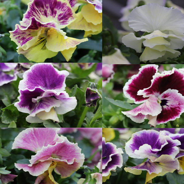 草花の苗/[送料無料]MSKガーデ...