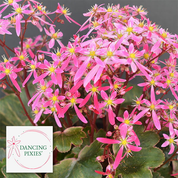 （わけあり特価）サキシフラガ：ダンシングピクシー ツインキー5号鉢植え