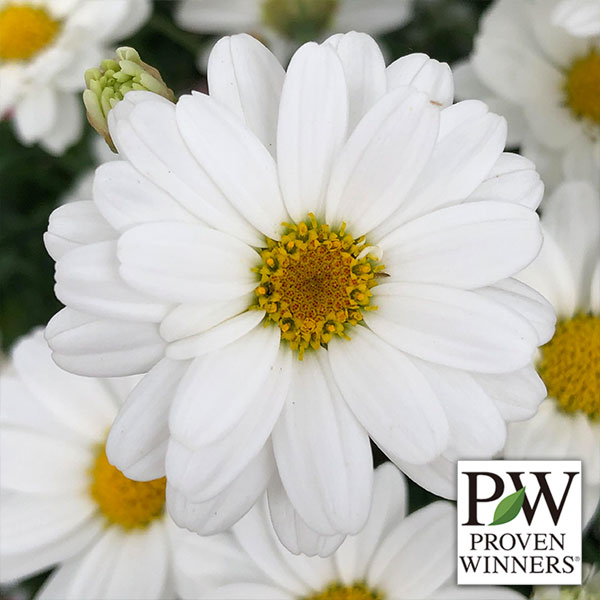 マーガレット：ホワイトモカ4号鉢植え