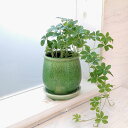 観葉植物/パセノシッサスシュガーバイン/ステララウンド緑