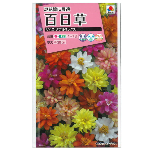 百日草（ジニア）：ザハラ ダブルミックス[タキイ 花タネ]