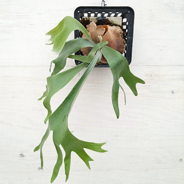 Other Succulents - 観葉植物/[送料無料]ビカクシダ（コウモリラン）：ディメーター 19.5cmポット