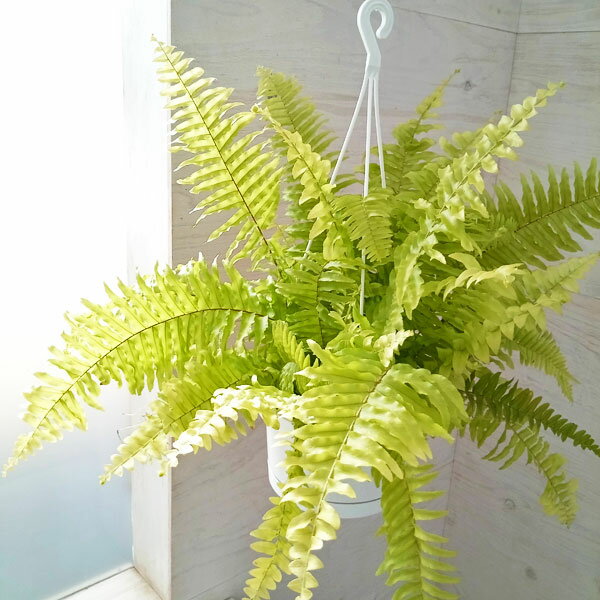 観葉植物/タマシダ:ハッピーライム6号鉢入り